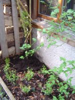 22.4.2016-Garten-14.jpg.9a1406b56a7563408aa2a43a9e3efdca.jpg