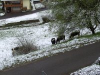 BILD3708.JPG.3707c1edbef12de65ef8fb32fb2dccf7.JPG