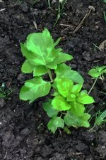 Angelica.jpg.0b21da21a15ac5767528f17289c3b061.jpg