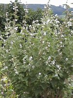 Garteneibisch.jpg.a20972a564baac95d8ecb7352b9671b9.jpg