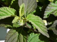stevia.jpg.1b6edff8b7ad756c610a60dd3d5ba0a5.jpg