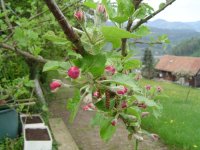 11.5.2016-Gartenrundgang-2.jpg.7e3360c85a024cb58c8141db88181646.jpg