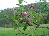 11.5.2016-Gartenrundgang-3.jpg.9cdb8358dfc8a48607992dd68d5d328a.jpg