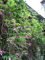 11.5.2016-Gartenrundgang-4.jpg.08e13e149189a07445542e8f35e16aee.jpg