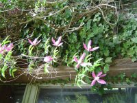 11.5.2016-Gartenrundgang-5.jpg.a25e57d1802dcd60186fe9687f46f7ab.jpg