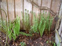 11.5.2016-Gartenrundgang-7.jpg.a8f3c4ec81156463118ce2259a8bce9d.jpg