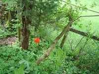 11.5.2016-Gartenrundgang-11.jpg.d52957aaa9ec6653e27707c89b471a7f.jpg