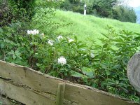 11.5.2016-Gartenrundgang-12.jpg.544c3e686328e559688153bfed4ffd93.jpg