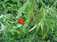 11.5.2016-Gartenrundgang-13.jpg.ee90e974d94da5b6b68fc4fa24cca21a.jpg