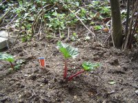 11.5.2016-Gartenrundgang-14.jpg.8b730874b0dc6fc32f768fc5f490884b.jpg