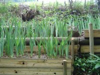 11.5.2016-Gartenrundgang-15.jpg.f953d0c112517045025e424d43fca9b7.jpg