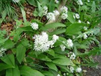 11.5.2016-Gartenrundgang-17.jpg.1930f352c27a6d738d8b73e3b595853e.jpg