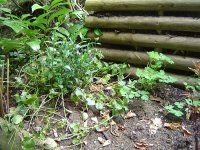 11.5.2016-Gartenrundgang-18.jpg.85530ac7f220e8982ce69d0094f9e8b1.jpg