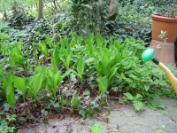 11.5.2016-Gartenrundgang-20.jpg.6ede05c5ff819957cca2321db210ae57.jpg