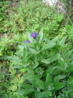 11.5.2016-Gartenrundgang-21.jpg.1e7291859337fe0d760a2004a5ebee44.jpg