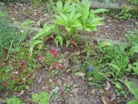 11.5.2016-Gartenrundgang-22.jpg.988fac397067dc229c99f31a99938f5a.jpg