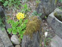 11.5.2016-Gartenrundgang-23.jpg.d57d61428a88d546d9491735cdf7bbc1.jpg