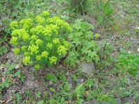 11.5.2016-Gartenrundgang-24.jpg.3964aad01a40f48daac79a13921784f4.jpg
