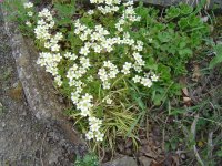 11.5.2016-Gartenrundgang-25.jpg.904cf1642f34b3d494bea0b15500f253.jpg