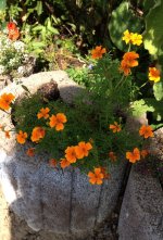 573d6fae25629_GewrztagetesOrange.jpg.a7449b24f411886f4682b5fcd2e4a126.jpg
