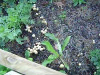 21.5.2016-pilze-2.jpg.452c734e052faaabb939e1ae08afecb3.jpg