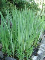25.5.2016-wasserlilien-1.jpg.d352903127655eeb16bb99ecba974e8a.jpg