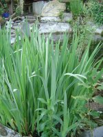 25.5.2016-wasserlilien-2.jpg.68a24bff009eccf2e5a28f0265056344.jpg