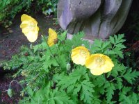 574940a6775f7_28.5.2016-bltenrundgang-1.jpg.fb9c3a35b618541f7e6343326fa7f606.jpg
