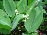 574940ae7e588_28.5.2016-bltenrundgang-3.jpg.05b58d36960dc4c91b70ae82b537c6a6.jpg