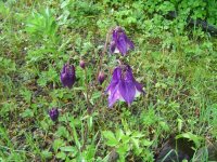 574940bdcebf1_28.5.2016-bltenrundgang-7.jpg.b6b49bd71f5099698a68f76c8b07536b.jpg