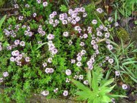 574940c1e9c52_28.5.2016-bltenrundgang-8.jpg.d144de906957e0b2f9d4d16aabae93a4.jpg