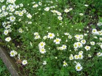 574940c605f4a_28.5.2016-bltenrundgang-9.jpg.37517261018de622b1995a4fdfc043e0.jpg
