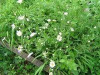 574940c9be473_28.5.2016-bltenrundgang-10.jpg.b3d30e5a05ca96b5472531533293fcce.jpg