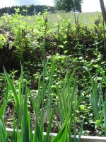 31.5.2016.iris-1.jpg.0a5f996cddd889825e615deeb30fed26.jpg