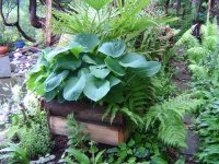 susann-hosta-1.jpg.1677d9df2d6f79c71db11308440783cf.jpg