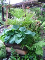 susann-hosta-2.jpg.74373ea90144bfc5f8d10ddab4ee3e08.jpg