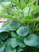 susann-hosta-3.jpg.339caeaa44cf0cb35c621be5acb0cb8c.jpg
