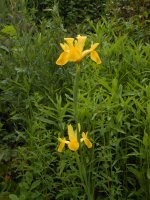 DSCN5685.JPG.a6bc166dd9d7ba40d6eeaf9ccfe3badf.JPG