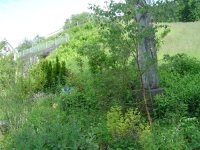 5755a4b938589_6.6.2016-rundumdenGarten-26.jpg.1816954c0f624974c118597e05bcdc2f.jpg