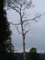 birke-1.jpg.9a1b1794ef2bf2c6d86f39a84bcf4cfa.jpg