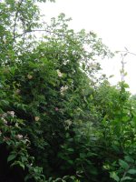 14.6.2016-garten-8.jpg.0a0562e99c1b4e1f9f1c82be2e362229.jpg