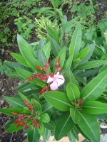 14.6.2016-garten-13.jpg.1e9539cd7ab3bd88ec36a8972a54499d.jpg