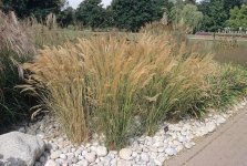 5765206983c0d_Stipacalamagrostis.jpg.aa368be15a9d07b2488a3b7c27ca1b89.jpg