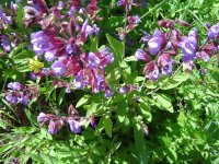 23.6.2016-gartenspaziergang-14.jpg.2bb027474f1fdd9fd164314e746e936d.jpg