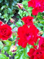 IMG_0022.JPG.5fae36c0eab301916a2ec81df70b6ac6.JPG