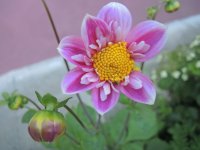 DSCN9620.JPG.d33e6e9ae7c89cfc77525d55d47a6e28.JPG