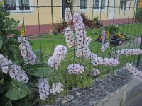 DSCN9541.JPG.8087367bb1dd77cf54d640cb9b6e7248.JPG