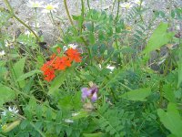 577ce03087e47_6.7.2016-erweiterterGartenrundgang-21.jpg.cc39b609006d9059196e1ae56bbe7b4c.jpg