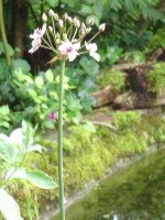 15.7.2016-teich-1.jpg.0acddd359838f0aa11152c3e3fd2c3c9.jpg