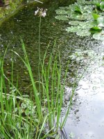 15.7.2016-teich-2.jpg.ff974b357150a233a3a2285543c3b54b.jpg